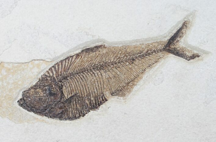 Well Preserved Diplomystus Fossil Fish - Wyoming #12179